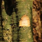 Xylopia cupularis Bark