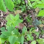 Scutellaria lateriflora Leaf