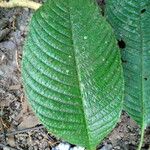 Psychotria pilosa Hoja