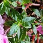 Impatiens walleriana Blad