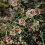 Salsola australis Fruchs