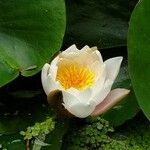 Nymphaea candida Blüte