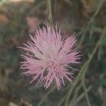 Mantisalca salmantica Blüte