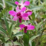 Dendrobium spp. Цветок