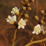 Isoberlinia tomentosa Floro