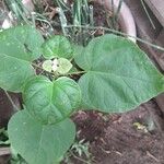 Catalpa speciosa Leaf