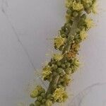 Croton urucurana Λουλούδι