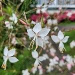 Oenothera gauraFlors