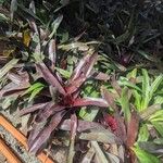 Neoregelia farinosa Fuelha