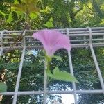 Calystegia hederacea പുഷ്പം