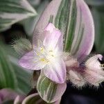 Tradescantia cerinthoides Çiçek