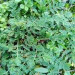 Erodium cicutarium Blatt