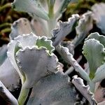 Kalanchoe rhombopilosa Habit