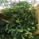 Ocimum carnosum Облик