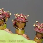 Euphorbia canariensis Fruit