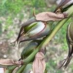 Puya mirabilis Fruit