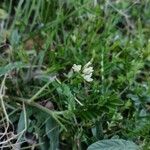 Astragalus hamosus Kvet