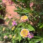 Lantana camaraBlomst