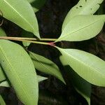 Ixora nicaraguensis Leaf