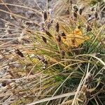 Sesleria caerulea Tervik taim