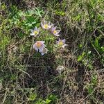 Anemone patens Blüte
