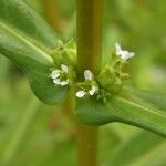 Ammannia latifolia Blüte