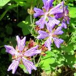 Geranium renardii Flower