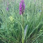 Dactylorhiza majalis Libunga