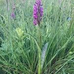 Dactylorhiza majalis Habitus