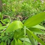 Maianthemum stellatum 葉