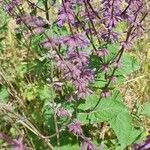 Salvia judaica Flor