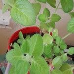 Plectranthus amboinicus Foglia