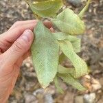 Corymbia citriodora List