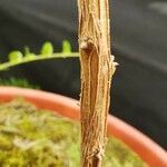 Combretum indicum Casca