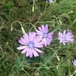 Lactuca perennisBloem