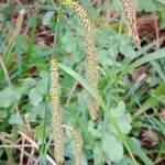 Carex pendula Kvet
