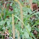 Carex pendula 花