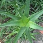 Aloe ciliaris Folha