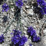 Polygala microphylla Fiore