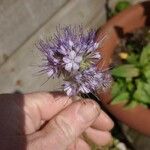 Phacelia tanacetifolia Квітка