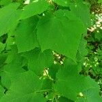 Acer spicatum Yaprak