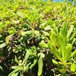 Pittosporum viridiflorum Leaf