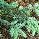 Picea engelmannii ഇല