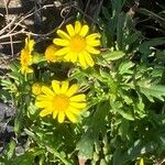 Senecio squalidus Fula