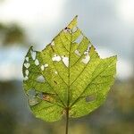 Dombeya ciliata Folla