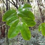 Diospyros borbonica Folio