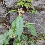 Crassocephalum crepidioides Blüte