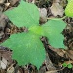 Dorstenia contrajerva Leaf