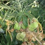 Melianthus villosus অন্যান্য