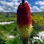 Kniphofia uvariaFlower